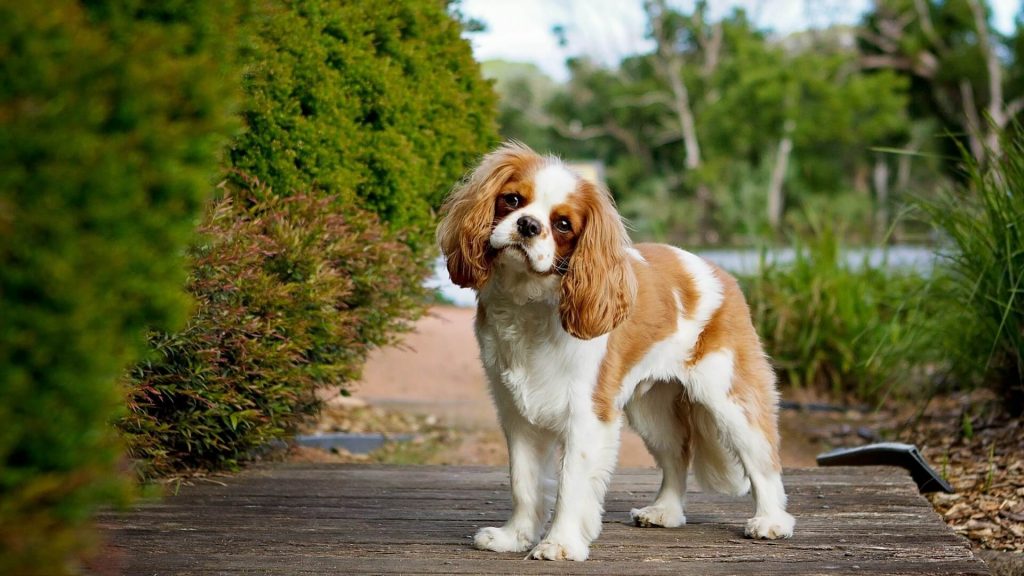 A white and brown Cavalier King Charles Spaniel