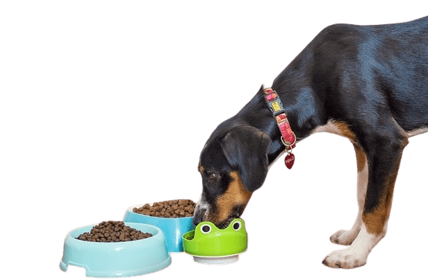 Image of a dog eating out of a food bowl