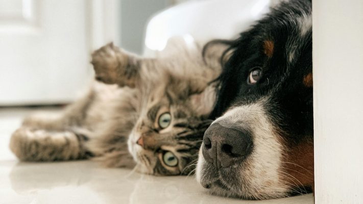 Important Tips for a Safe and Pet-Friendly Environment