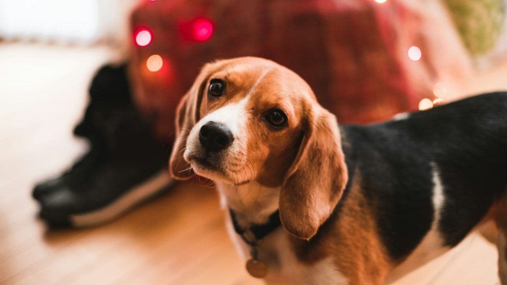 A close-up of a beagle