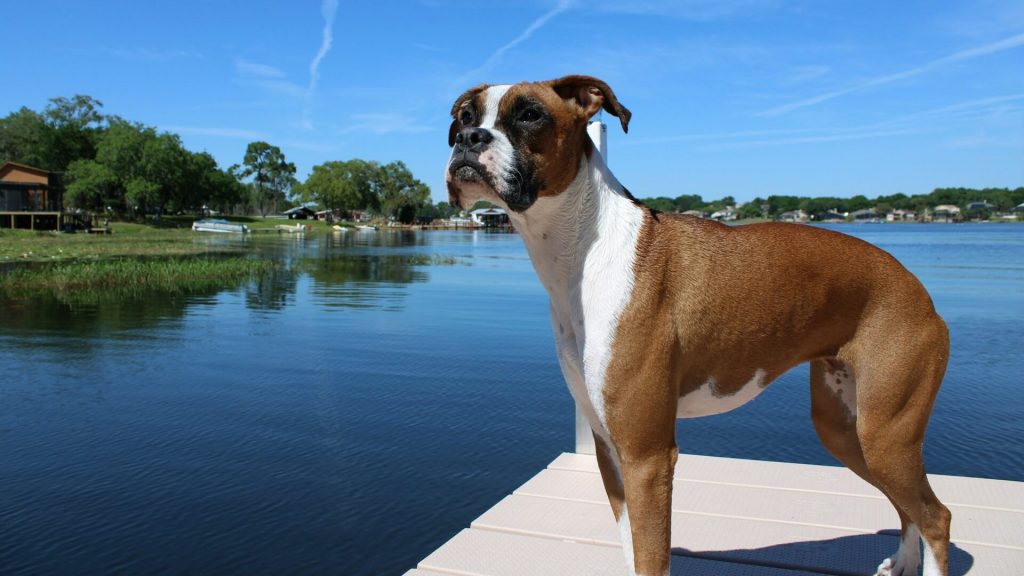 A boxer standing on a pier