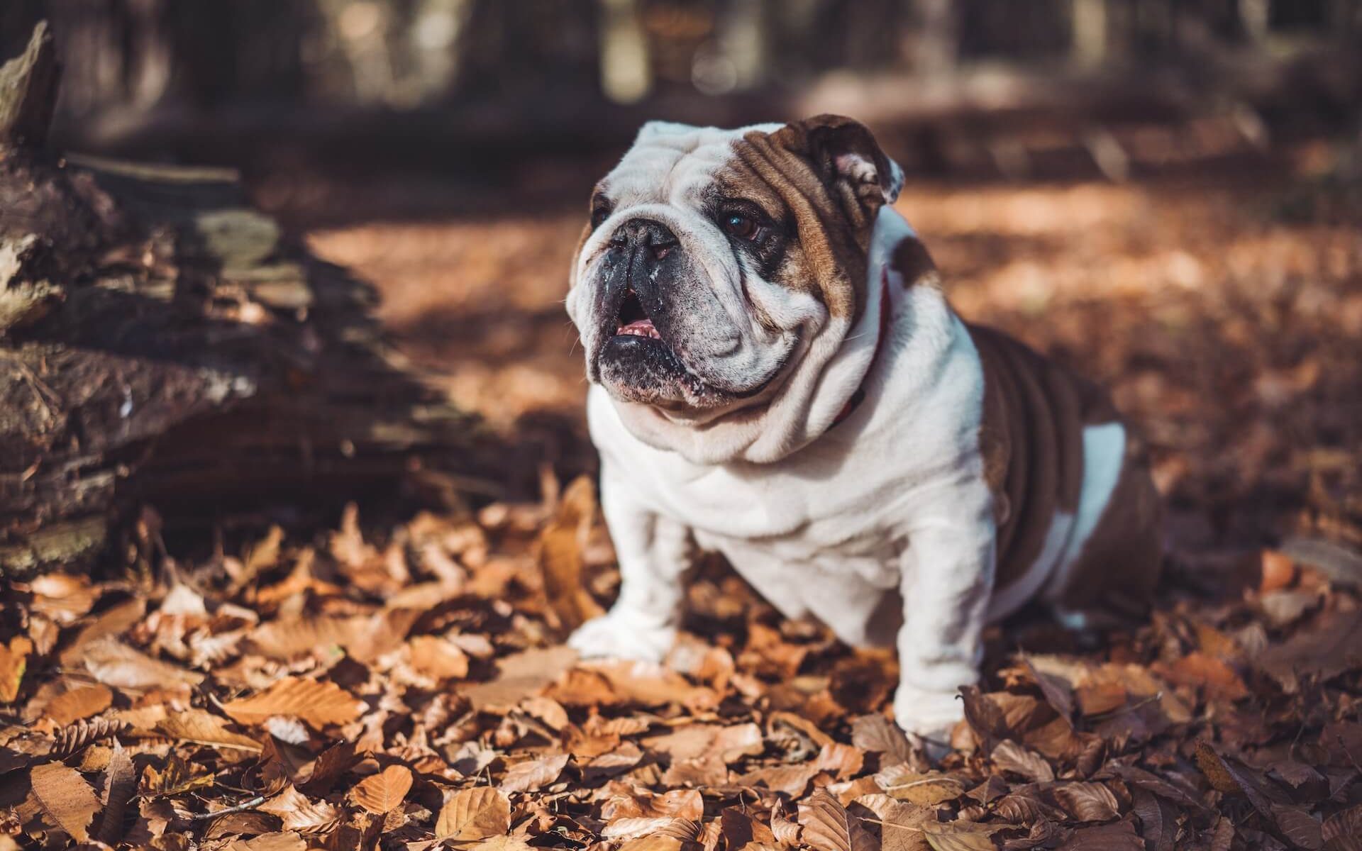 A strong and sturdy Bulldog with a determined look.