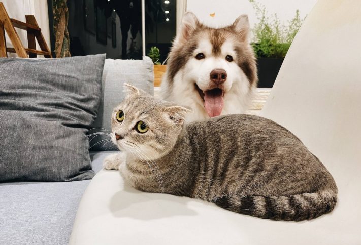 A cat and a dog cuddling on the couch together.
