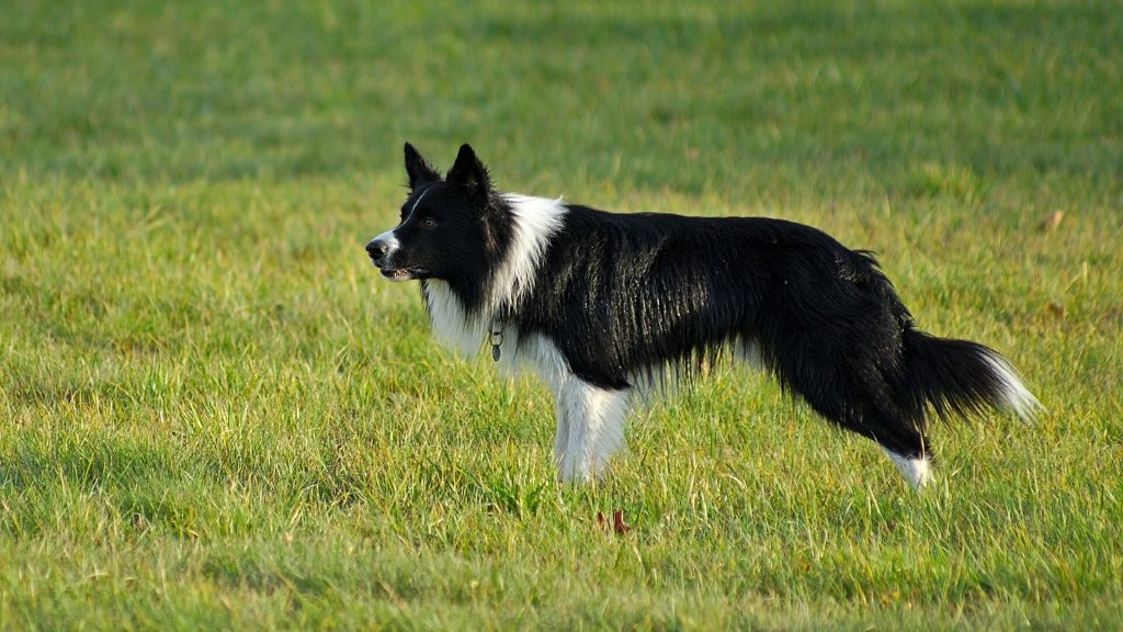 A black and white wet collie