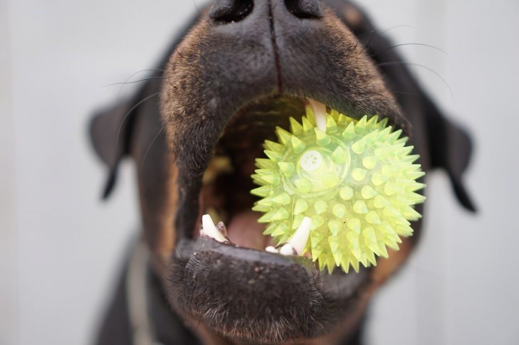 Image of a dog using a chewing toy for its teeth
