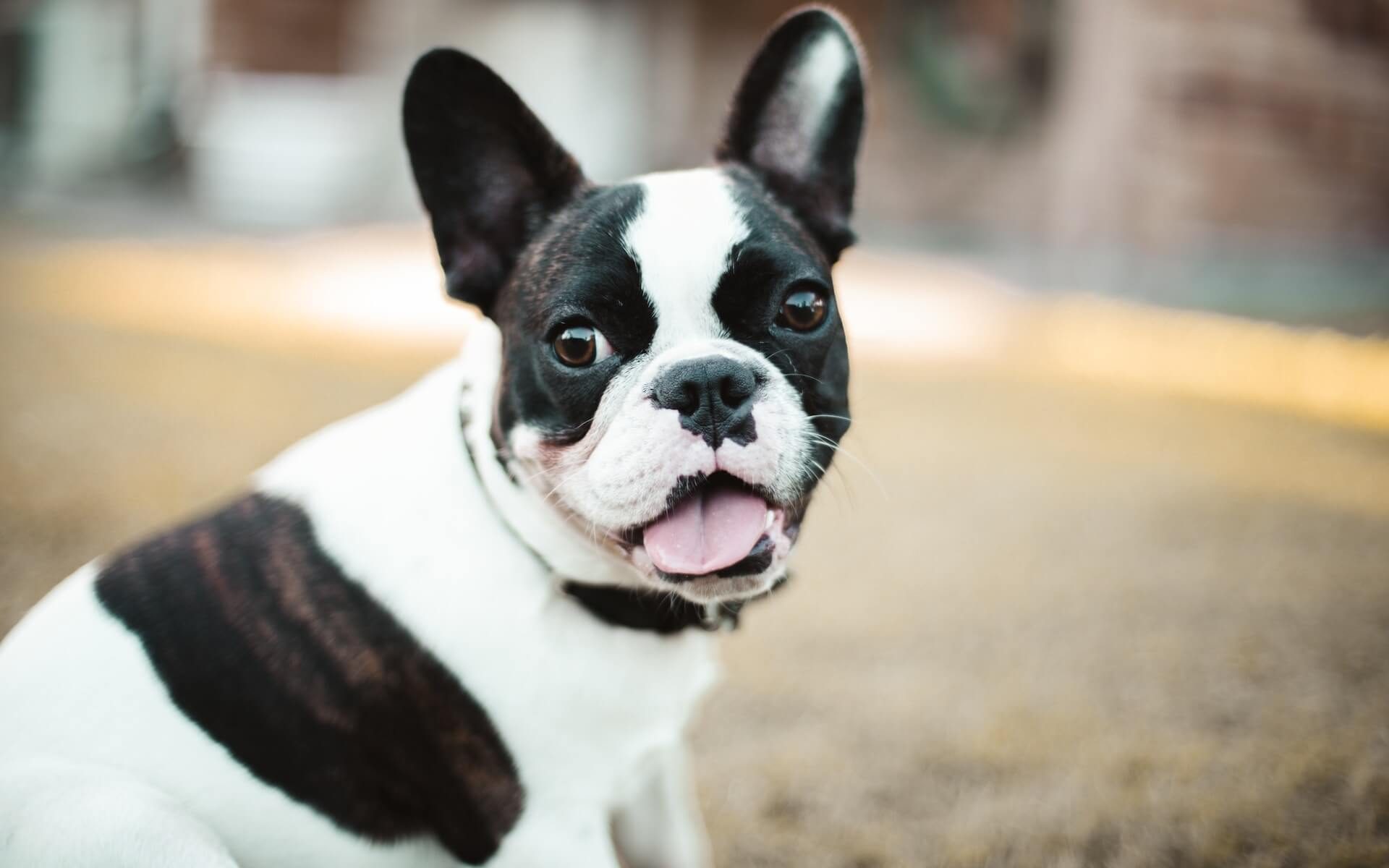 A cute and wrinkled-faced French Bulldog.