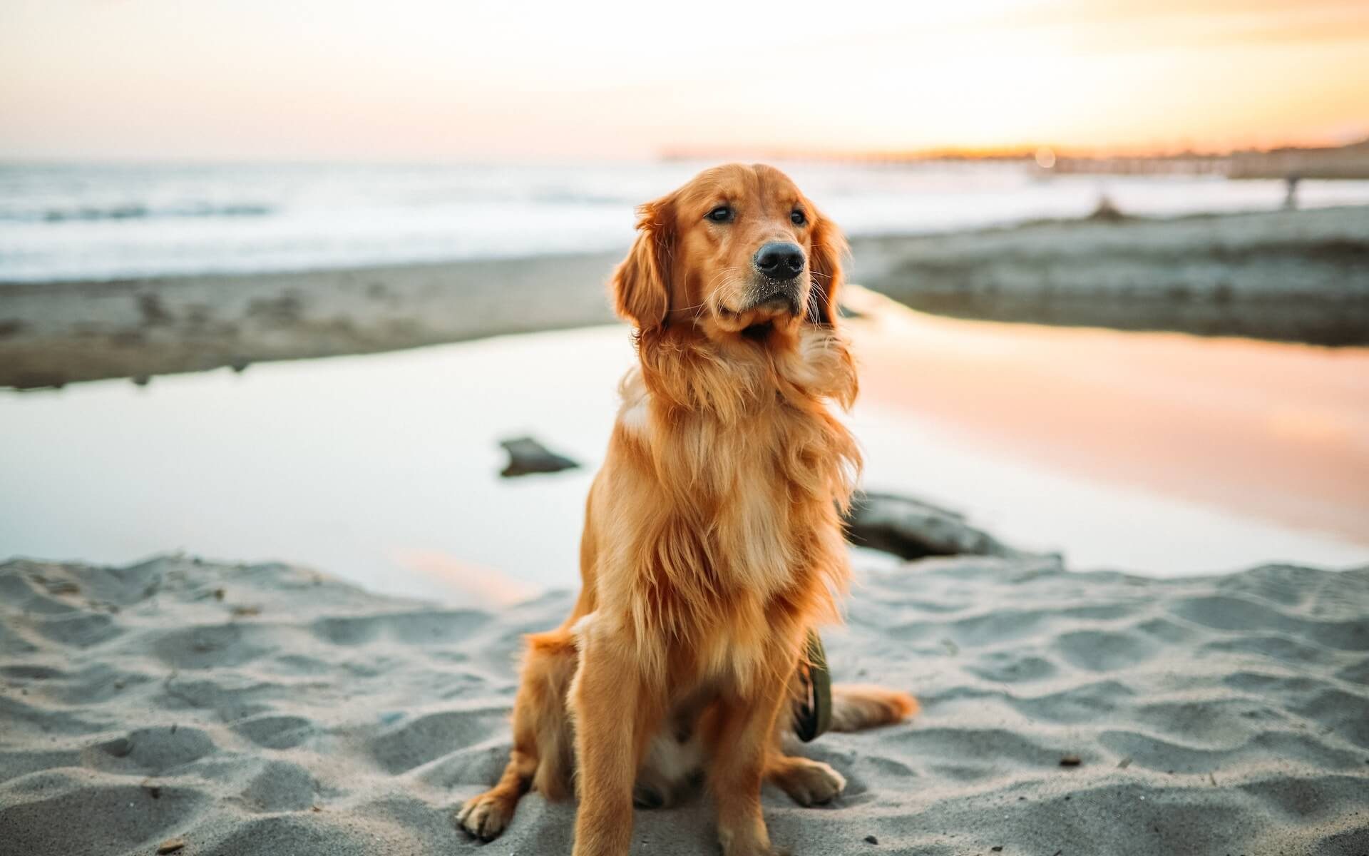 An adorable Golden Retriever dog with a friendly expression.