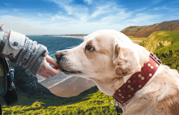 How to take care of a dog: Basic tips to get started