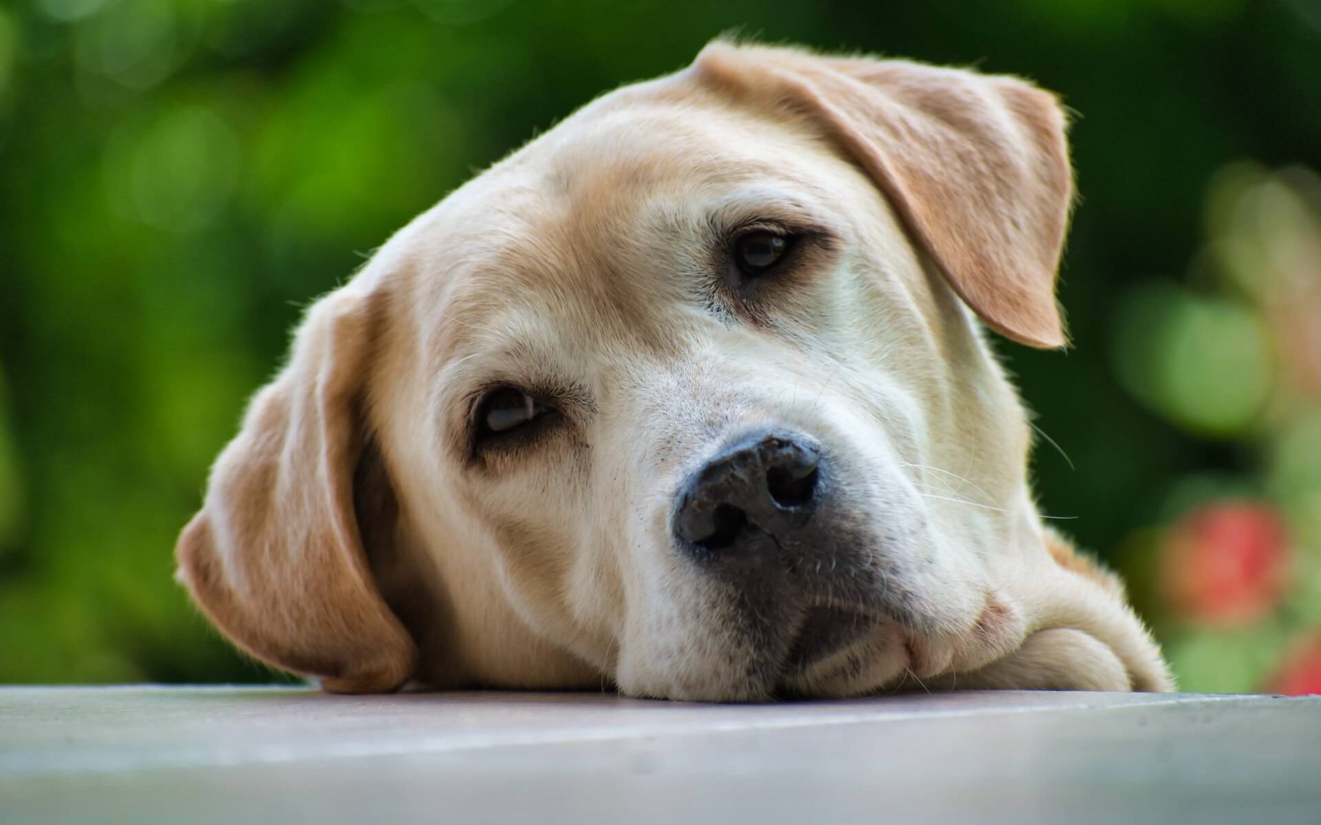 A beautiful Labrador dog posing gracefully