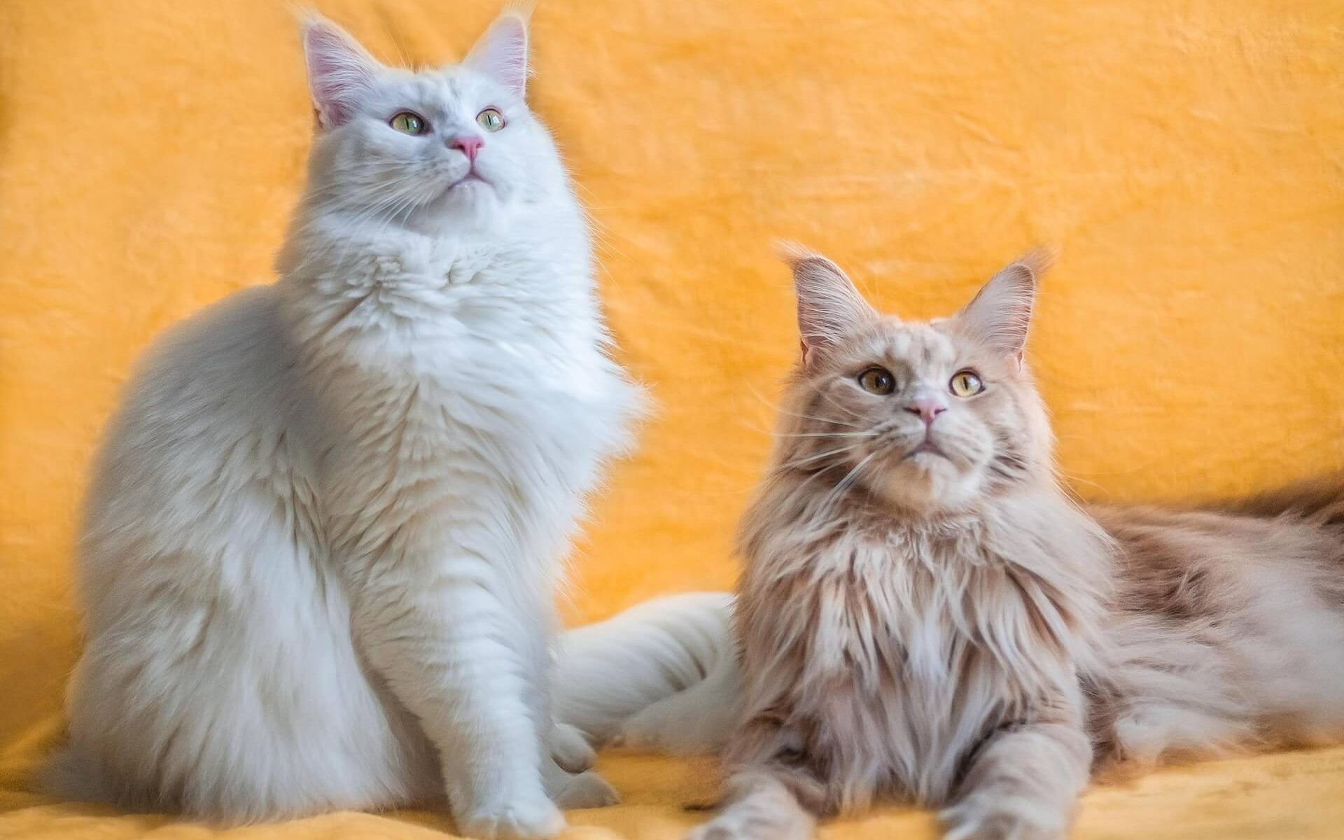 Two fluffy Maine Coon cats sitting together.