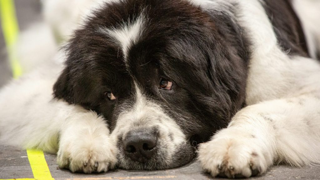 A close-up of a Newfoundland on the ground