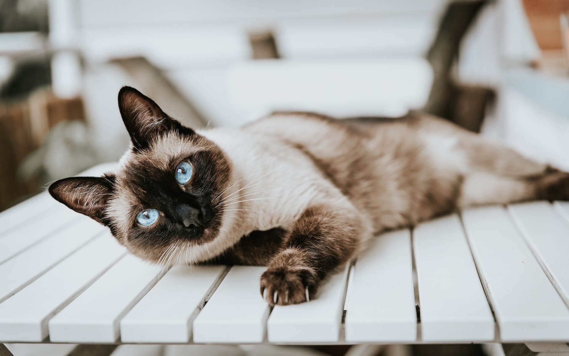 An elegant Siamese cat with striking blue eyes.